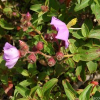 Osbeckia rubicunda Arn.